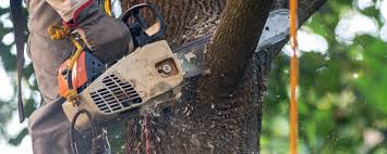 How Our Tree Care Process Works  in  New Middletown, OH