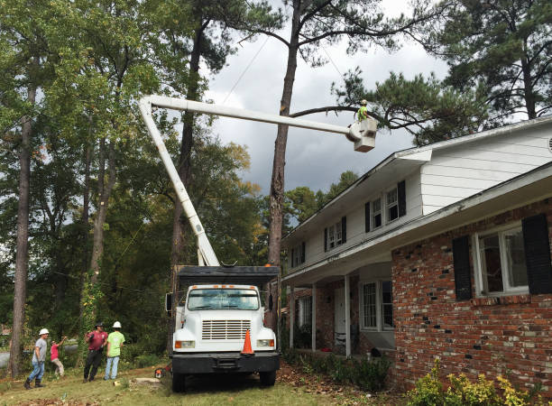 Best Leaf Removal  in New Middletown, OH