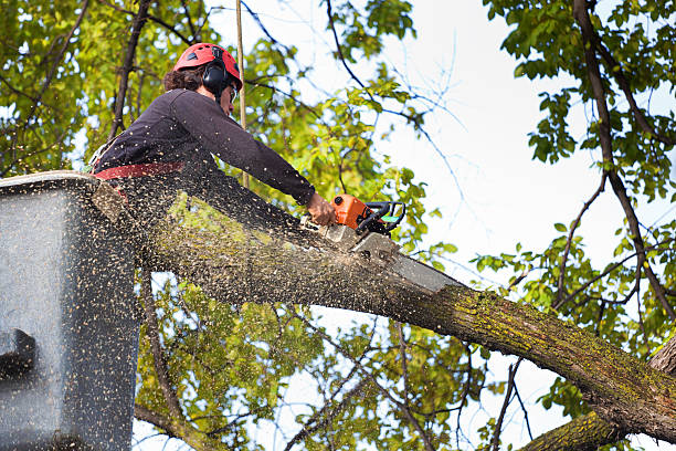 New Middletown, OH Tree Removal Services Company