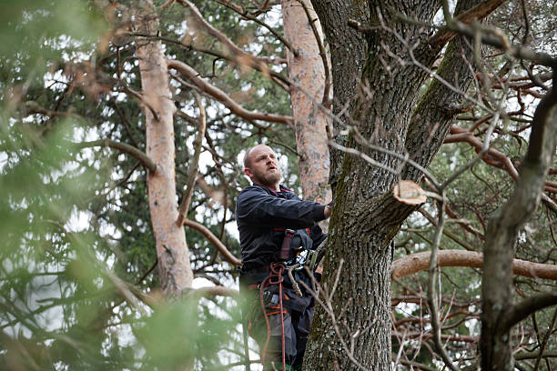 Best Tree Risk Assessment  in New Middletown, OH